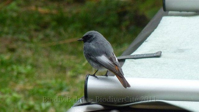 P1050186.JPG - Rouge queue - Photo : Marie-Hélène Prel