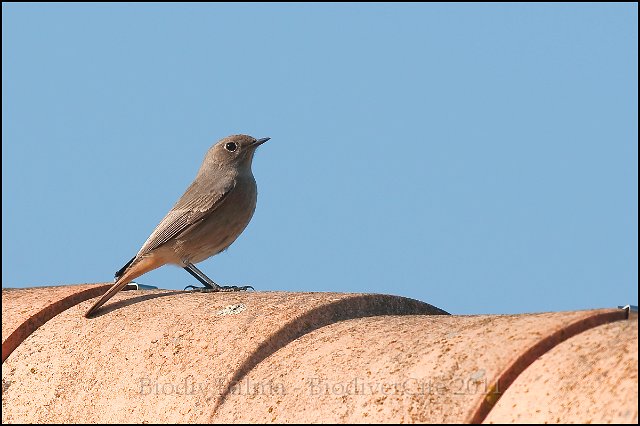 0329_FG_RQNoir_f.jpg - Rouge queue noir (femelle) - Photo : François Granja