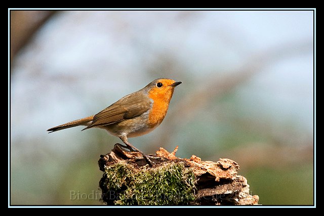 0333_FG_rg10.jpg - Rouge gorge - Photo : François Granja