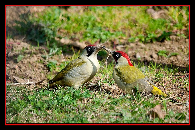 1094_FG_Les_deux_piverts.JPG - Les deux piverts - Photo : François Granja