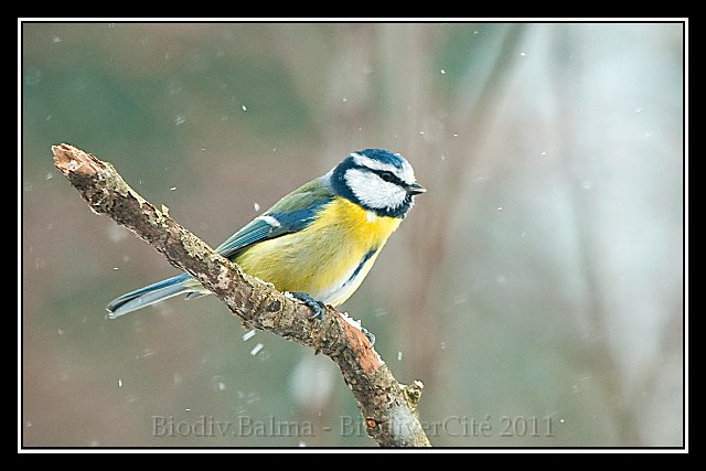 DSC_3317.jpg - Mésange bleue - Photo : François Granja