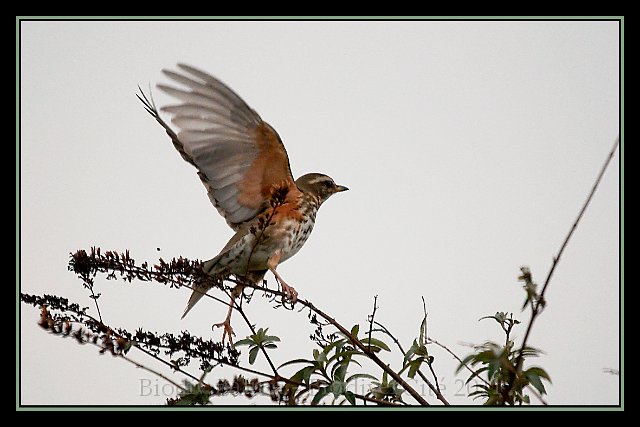 DSC_6571.jpg - Grive - Photo : François Granja