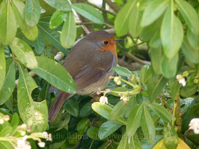 P1000168.JPG - Rouge gorge - Photo : Marie-Hélène Prel