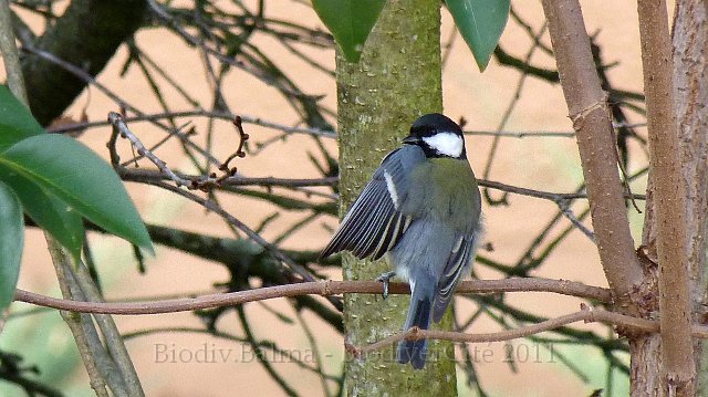 P1000398.jpg - Mésange charbonnière - Photo : Pascal Prel