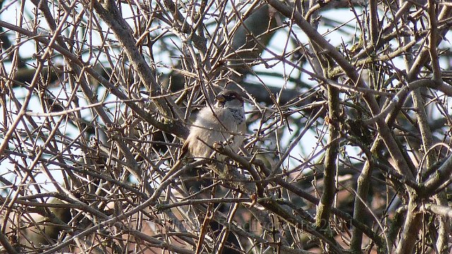P1000506.JPG - Moineau - Photo : Pascal Prel