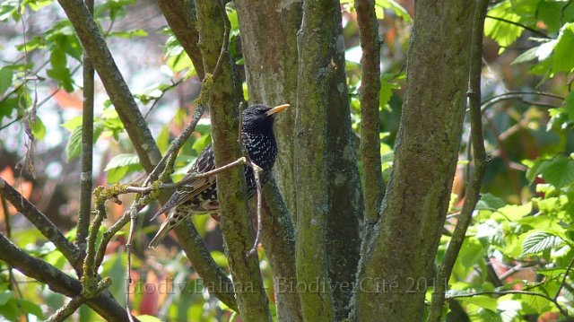 P1020300.JPG - Etourneau sansonnet - Photo : Pascal Prel