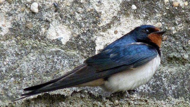 P1020479.JPG - Hirondelle rustique - Photo : Pascal Prel