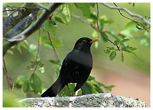 merle.jpg - Merle - Photo : François Granja