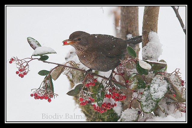 merlette.jpg - Merlette - Photo : François Granja