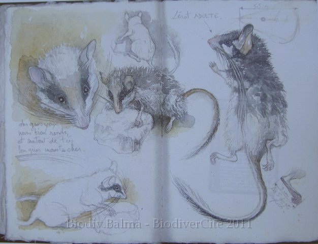 carnet_nature_023.jpg - Création : Isabelle Haas