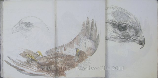 carnet_nature_028b.jpg - Création : Isabelle Haas