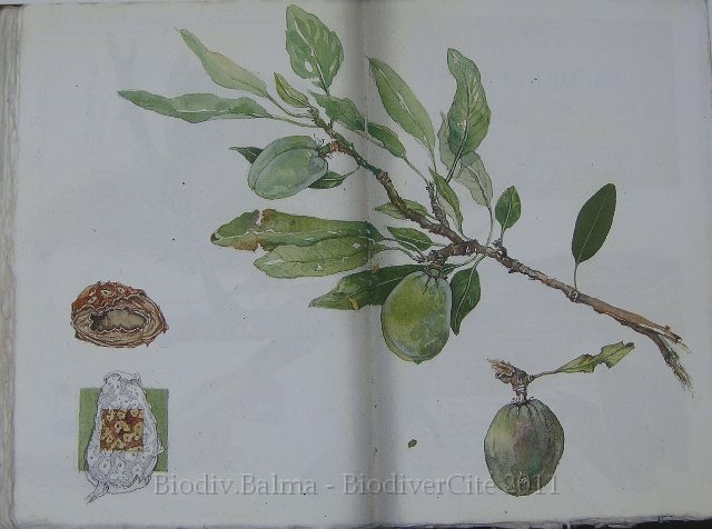 carnet_nature_051.jpg - Création : Isabelle Haas