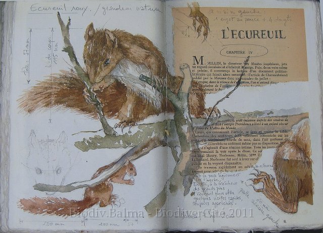 carnet_nature_053.jpg - Création : Isabelle Haas