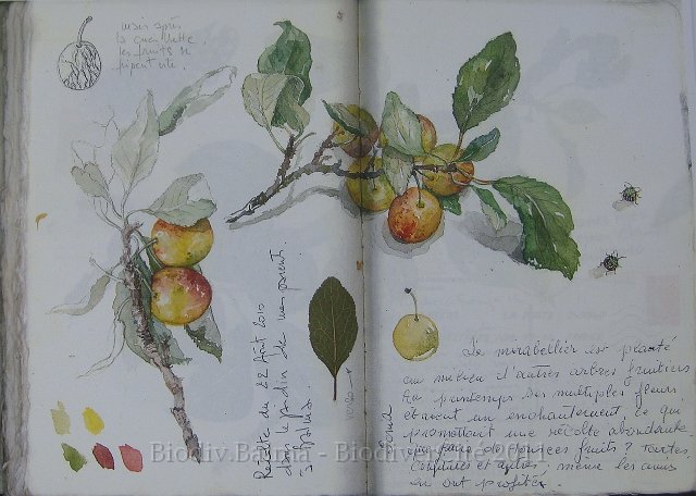 carnet_nature_062.jpg - Création : Isabelle Haas