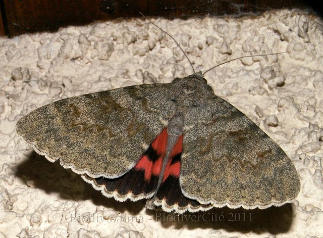 0347_GS_Deplacee.jpg - Déplacée - Photo : Gilles Salama