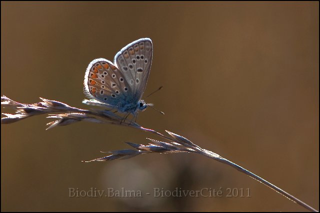 0398_FG_azure_commun.jpg - Azuré commun - Photo : François Granja