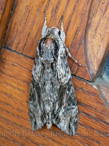 0909F090.JPG - Sphynx du liseron - Photo : Renaud Laurette