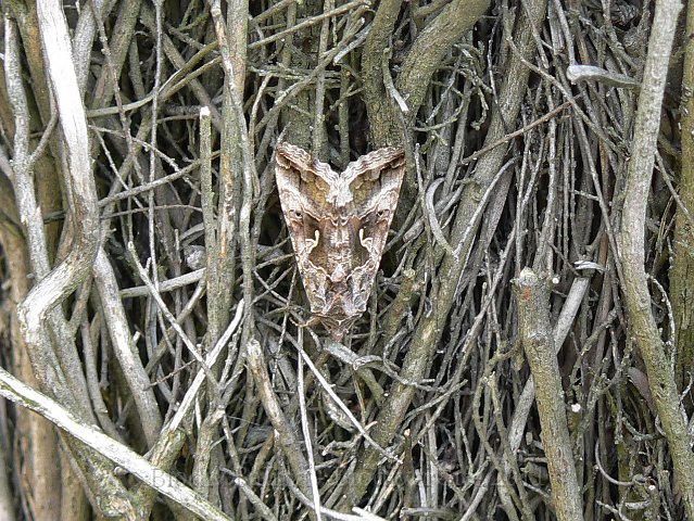 1006F062.JPG - Papillon de nuit noctuelle - Photo : Renaud Laurette