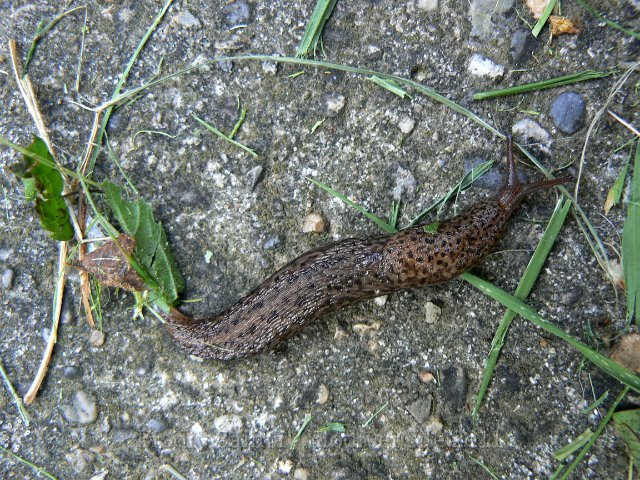 1005F040.jpg - Limace léopard (ou grande loche grise) - Photo : Renaud Laurette