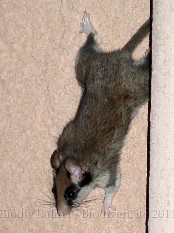 1006F003.jpg - Lérot escaladant le crépi - Photo : Renaud Laurette