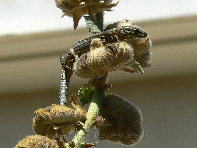 1009F055.jpg - Lézard des murailles sur une rose trémière - Photo : Renaud Laurette