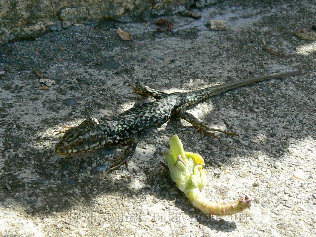 1009F063.jpg - Lézard des murailles - Photo : Renaud Laurette