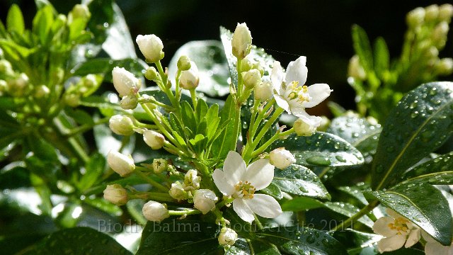 P1000012.jpg - Oranger du Mexique - Photo : Pascal Prel