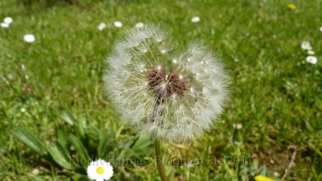 P1020305.jpg - Pissenlit - Photo : Pascal Prel