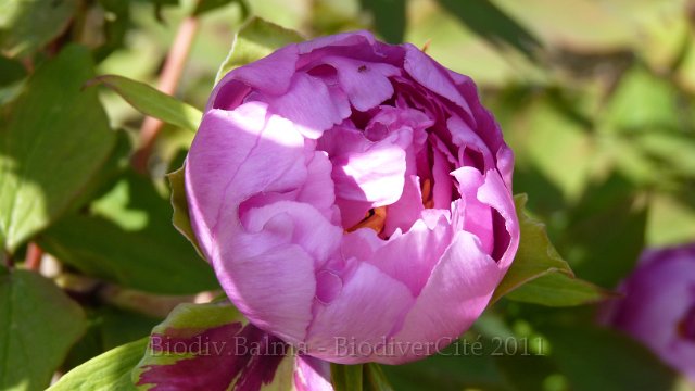 P1020315.jpg - Pivoine arbustive -Photo : Marie-Hélène Prel