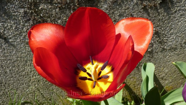 P1020319.jpg - Tulipe - Photo : Marie-Hélène Prel