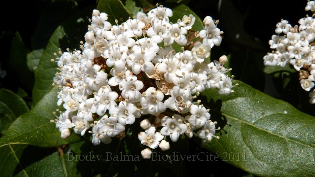 P1020323.jpg - Viorne lantane - Photo : Pascal Prel