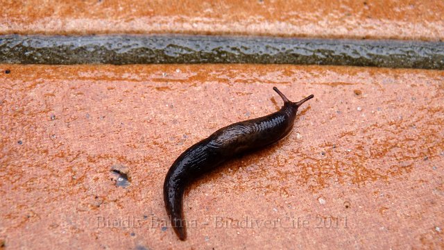 P1020447.jpg - Limace - Photo : Pascal Prel