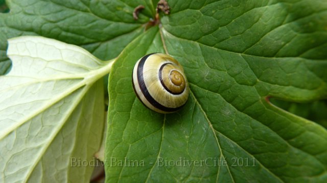 P1030411.jpg - Escargot des haies - Photo : Pascal Prel