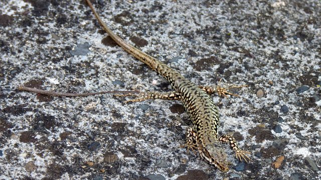 P1030489.jpg - Lézard des murailles