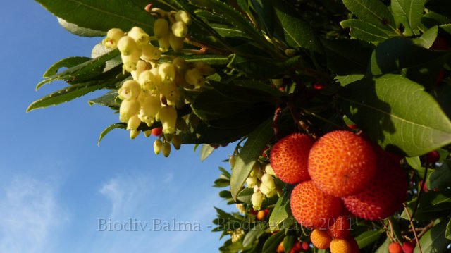 P1050607.jpg - Arbousier - Photo : Pascal Prel