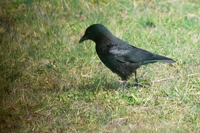 0619_Corneille_noire.jpg - Corneille noire - Photo : François Granja