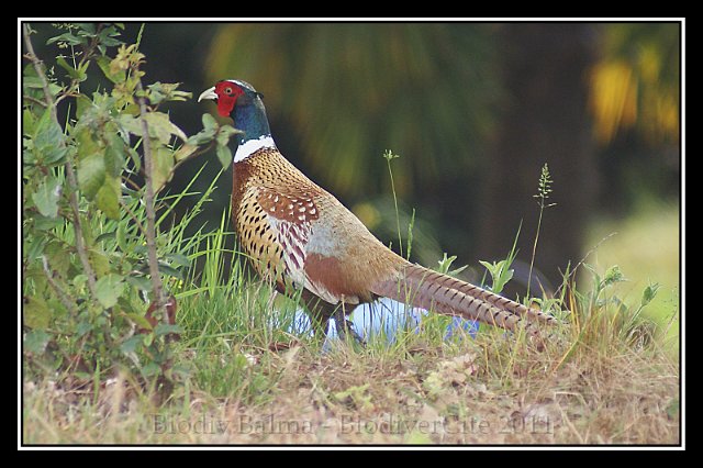 0622_Faisan_male.jpg - Faisan de Colchide (mâle) - Photo : François Granja