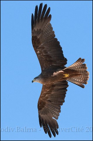 0626_FG_Buse.jpg - Buse variable - Photo : François Granja