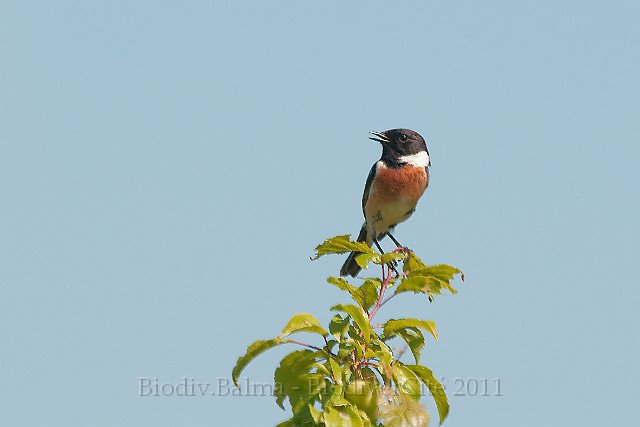 FG_Tarier_patre_5.jpg - Tarier pâtre - Photo : François Granja