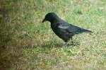 0619_Corneille_noire