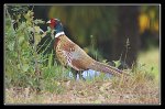 0622_Faisan_male