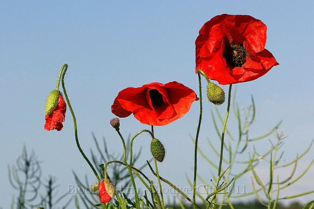 0618_FG_Coquelicot.jpg - Coquelicots - Photo : François Granja