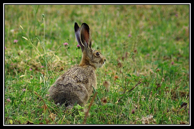 0620_FG_Lievre.jpg - Lièvre - Photo : François Granja