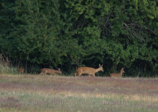 chevreuils.jpg - Chevreuils - Photo : François Granja