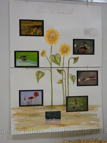 p1210342-e638f.jpg - Panneau de l'exposition