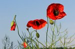 0618_FG_Coquelicot
