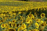 0634_FG_Tournesols