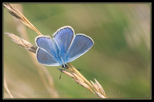 0614_FG_Argus_et_graminee.jpg - Argus et graminée - Photo : François Granja