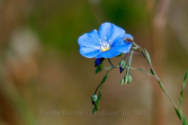 0636_FG_lin_bleu.jpg - Lin bleu - Photo : François Granja