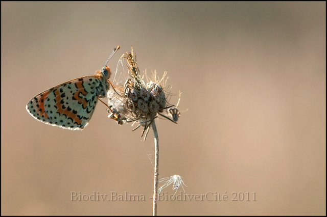 0637_FG_melitee_orangee_2.jpg - Mélitée orangée - Photo : François Granja